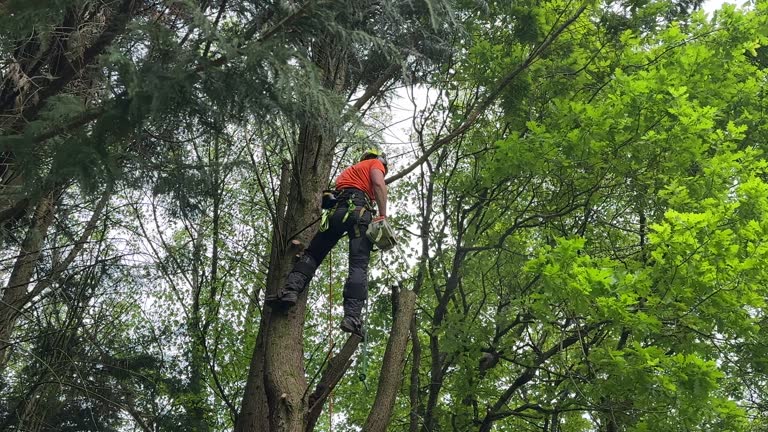 Gulf Hills, MS Tree Removal and Landscaping Services Company